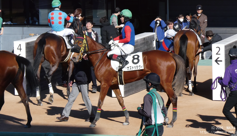 3歳新馬・レース後のナズドゥラヴィ