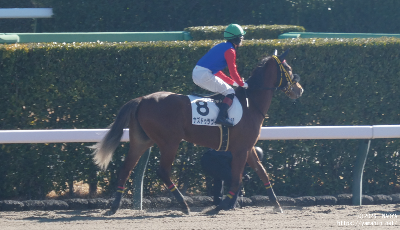 3歳新馬・本馬場入場するナズドゥラヴィ