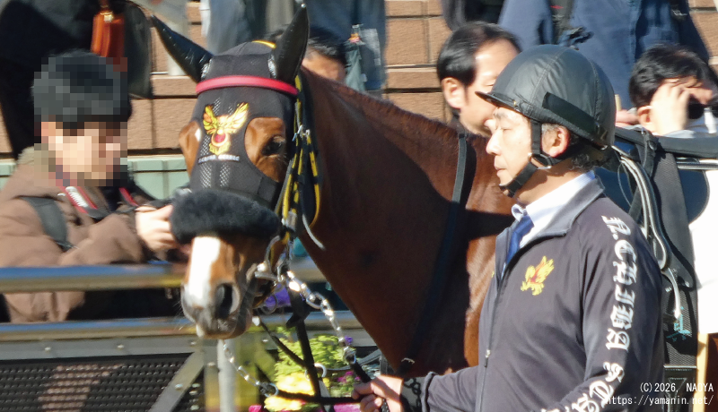 3歳新馬・パドックのナズドゥラヴィ