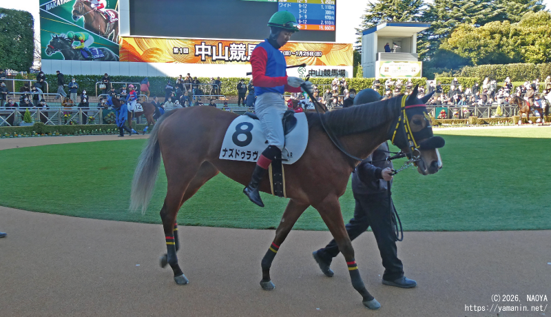 3歳新馬・パドックのナズドゥラヴィ