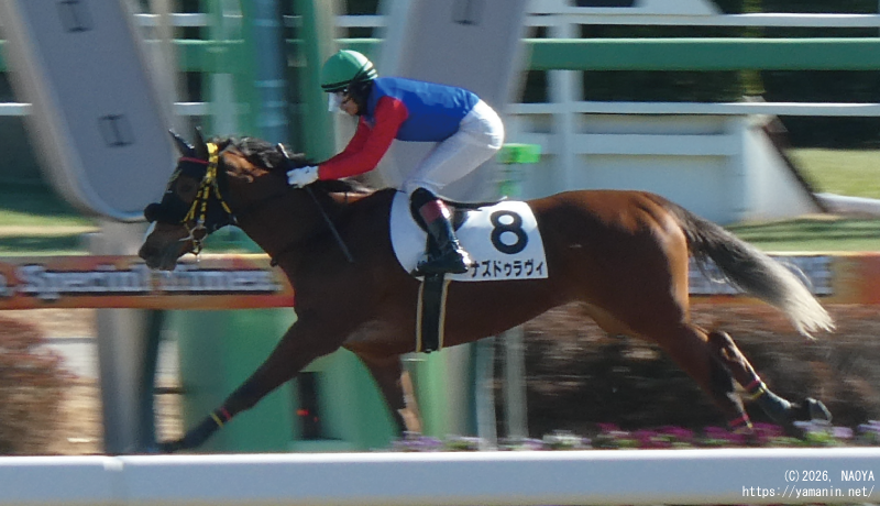 3歳新馬・ゴールするナズドゥラヴィ