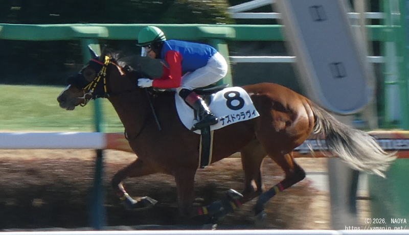 3歳新馬・ゴールするナズドゥラヴィ