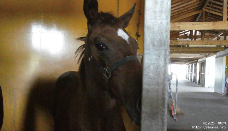ヤマニンヌヌースの2025
