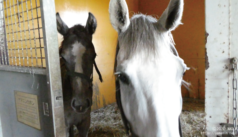 ヤマニンカホンと2025年当歳