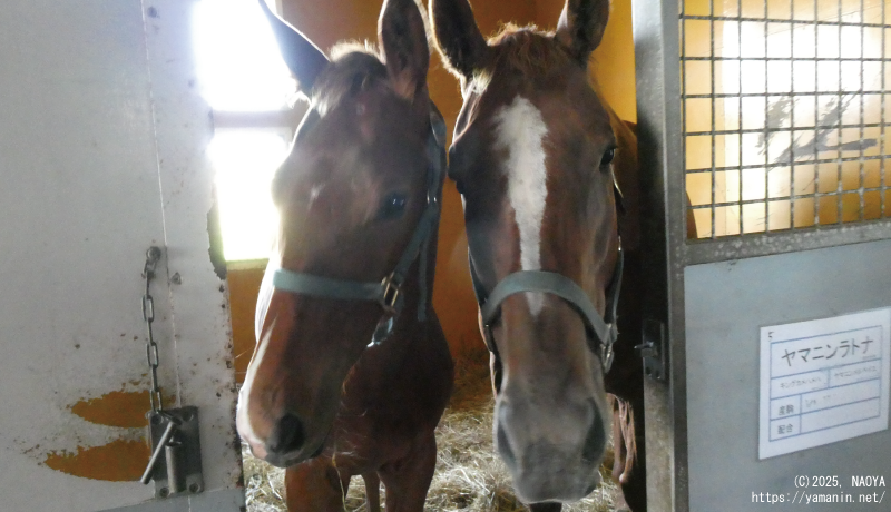 ヤマニンラトナと2025年当歳