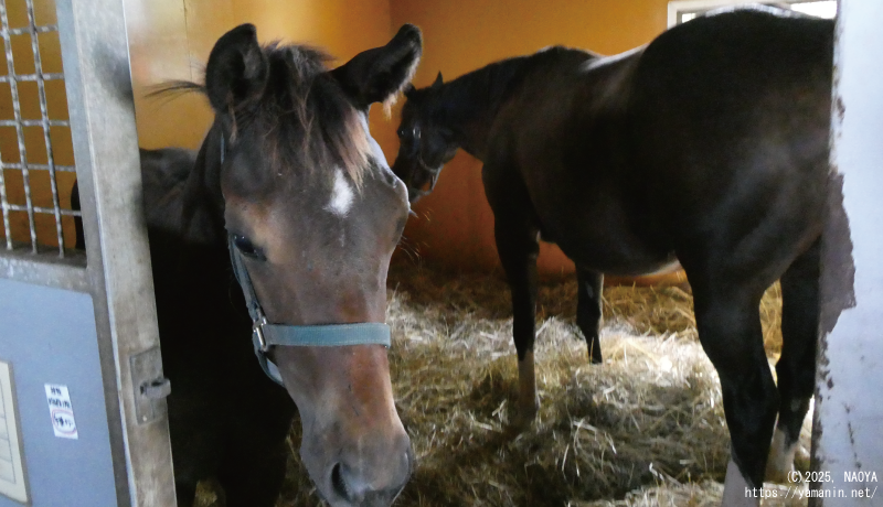 オヒアレフアと2025年当歳