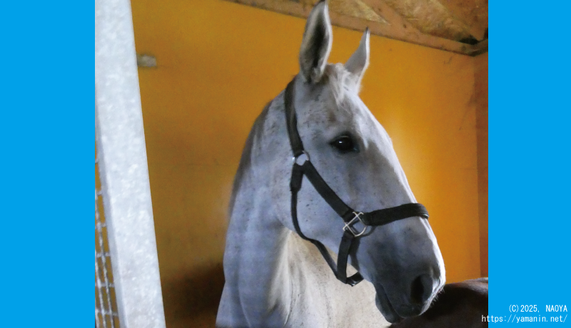 ヤマニンアドーレ