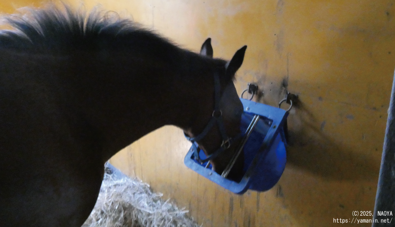 ヤマニンアドーレの2025