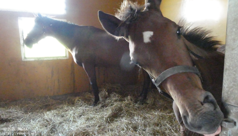 ゴールデンメロディと2025年当歳