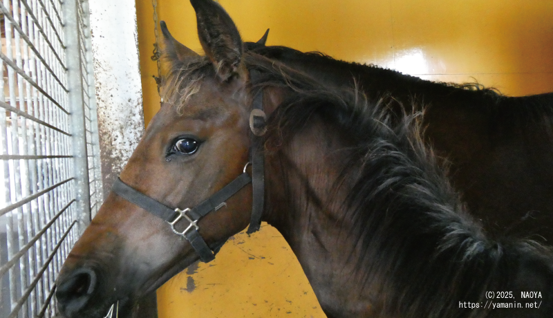 ヤマニンナジャーハの2025
