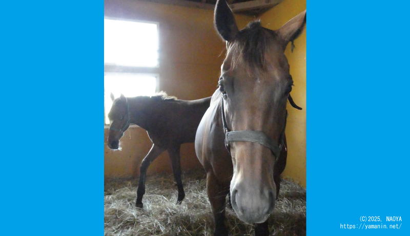 ヤマニンアタシャンと2025年当歳