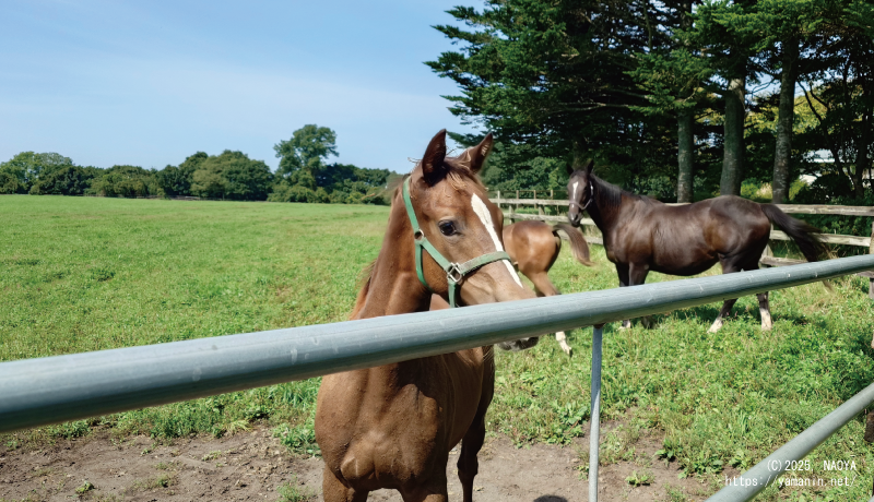 仔別れ後の当歳馬