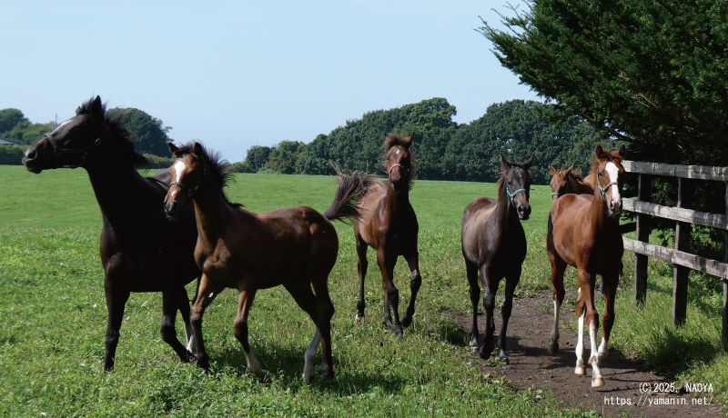 母馬2頭が抜けて……