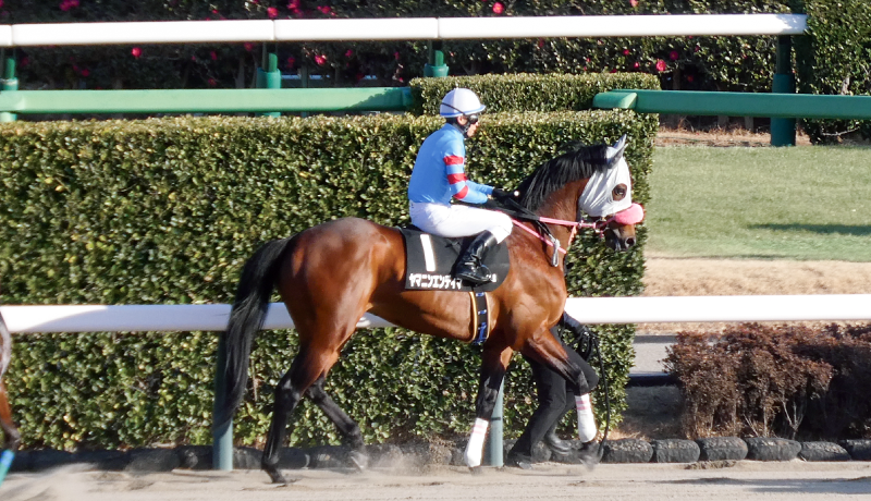 アレキサンドリアS・本馬場に入場するヤマニンエンディマ