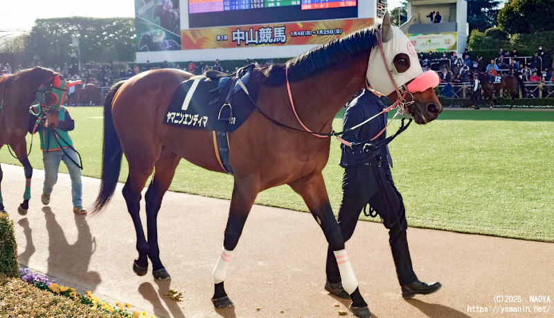 アレキサンドリアS・パドックのヤマニンエンディマ