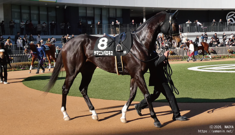 小倉山特別・パドックのヤマニンパロネス
