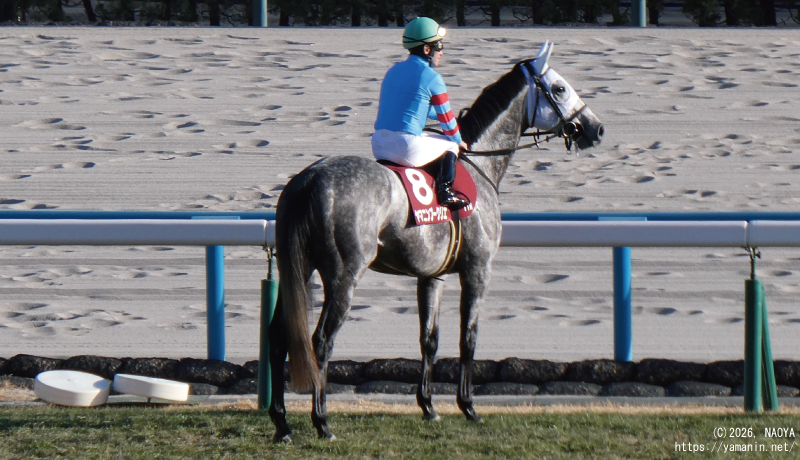 日経新春杯・本馬場に入場するヤマニンブークリエ