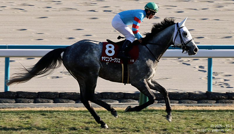 日経新春杯・本馬場に入場するヤマニンブークリエ