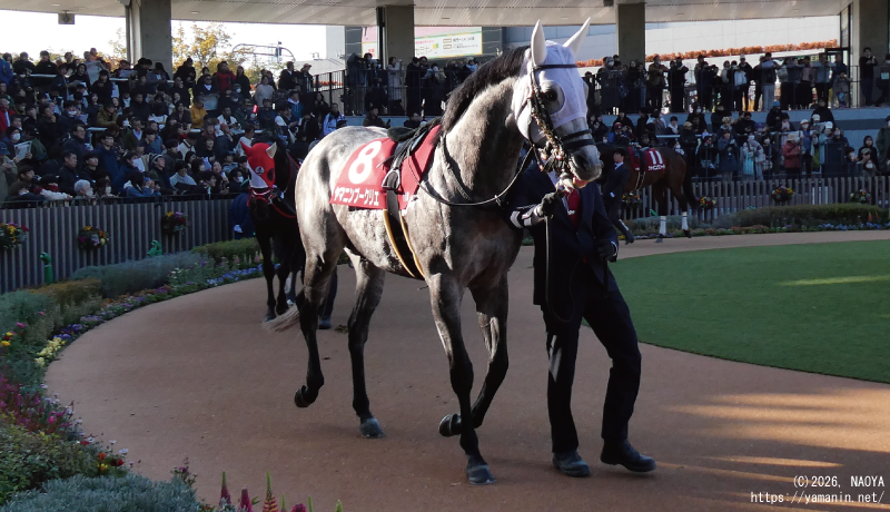 日経新春杯・パドックのヤマニンブークリエ