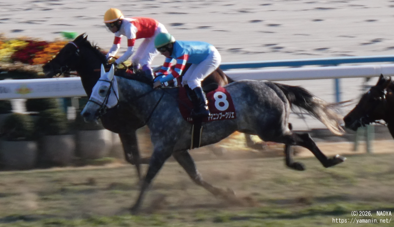 日経新春杯・ゴール直前のヤマニンブークリエ