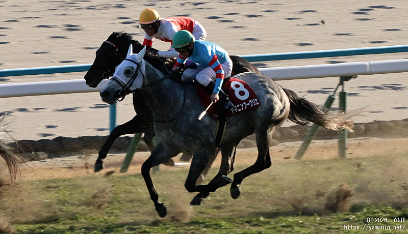 日経新春杯・ゴール直前のヤマニンブークリエ