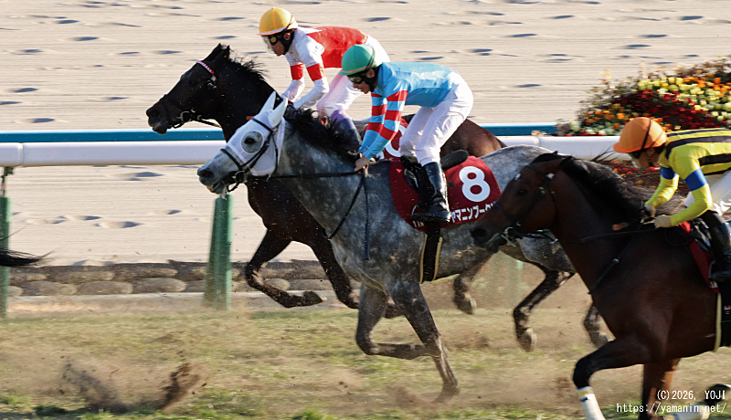 日経新春杯・ゴール直前のヤマニンブークリエ