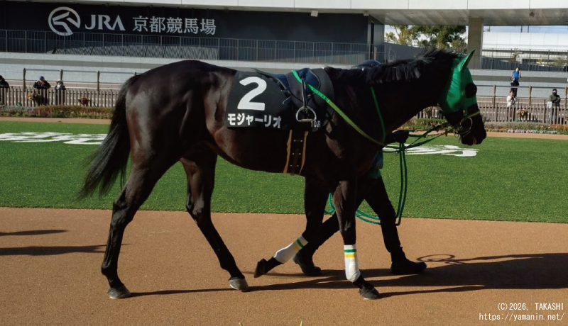 山城ステークス・パドックのモジャーリオ