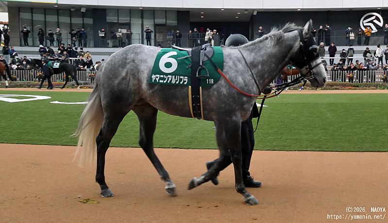 シルクロードステークス・パドックのヤマニンアルリフラ
