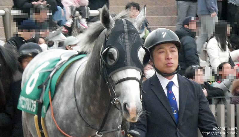 シルクロードステークス・パドックのヤマニンアルリフラ