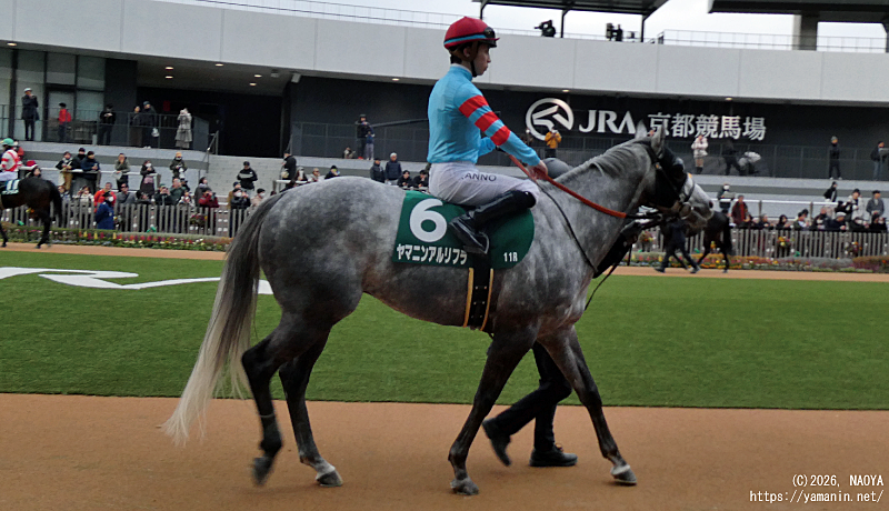 シルクロードステークス・パドックのヤマニンアルリフラ