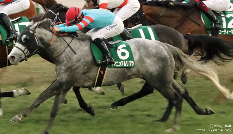シルクロードステークス・ゴールするヤマニンアルリフラ