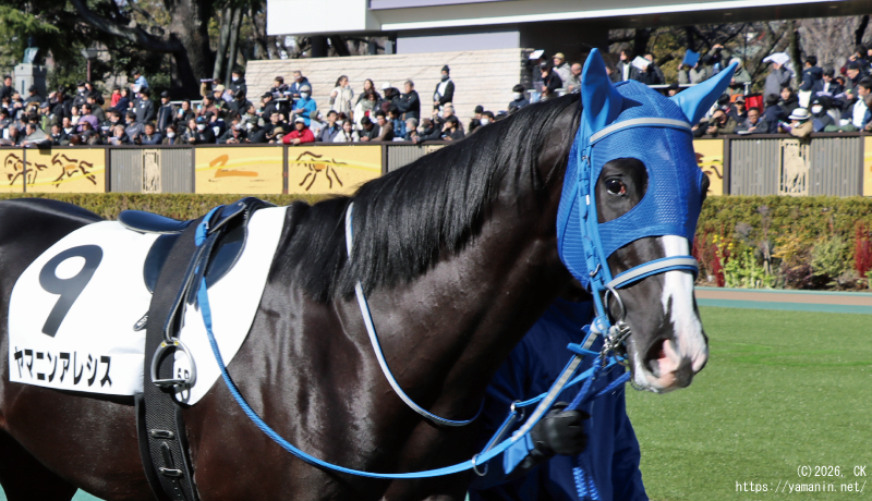 3歳新馬・パドックのヤマニンアレシス