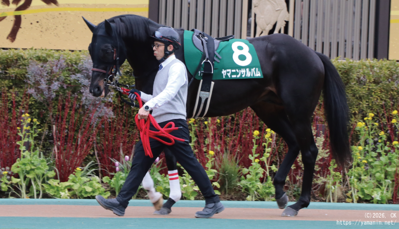 東京新聞杯・パドックのヤマニンサルバム