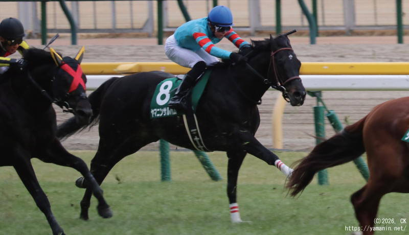 東京新聞杯・ゴールに向かうヤマニンサルバム