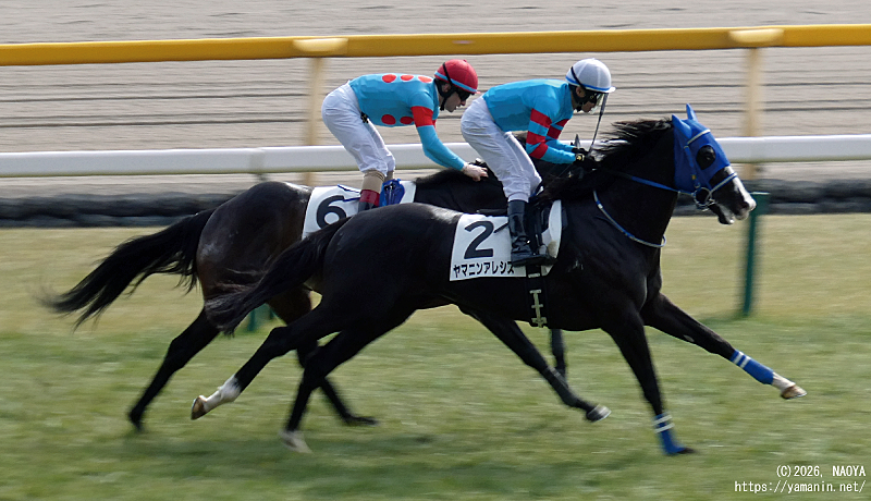 ３歳未勝利・ゴール直後のヤマニンアレシス