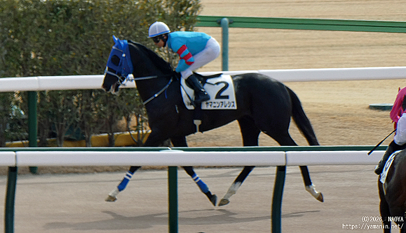 ３歳未勝利・ゴール後のヤマニンアレシス