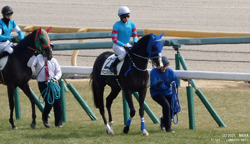 ３歳未勝利・本馬場入場するヤマニンアレシス