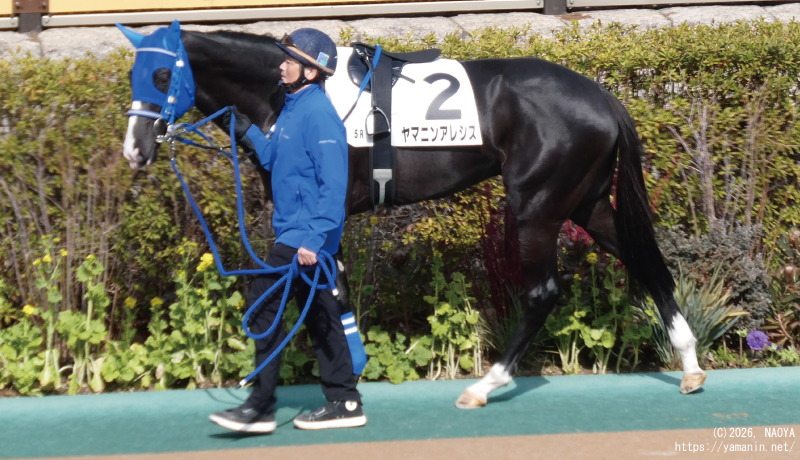 ３歳未勝利・パドックのヤマニンアレシス