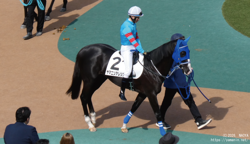３歳未勝利・パドックのヤマニンアレシス