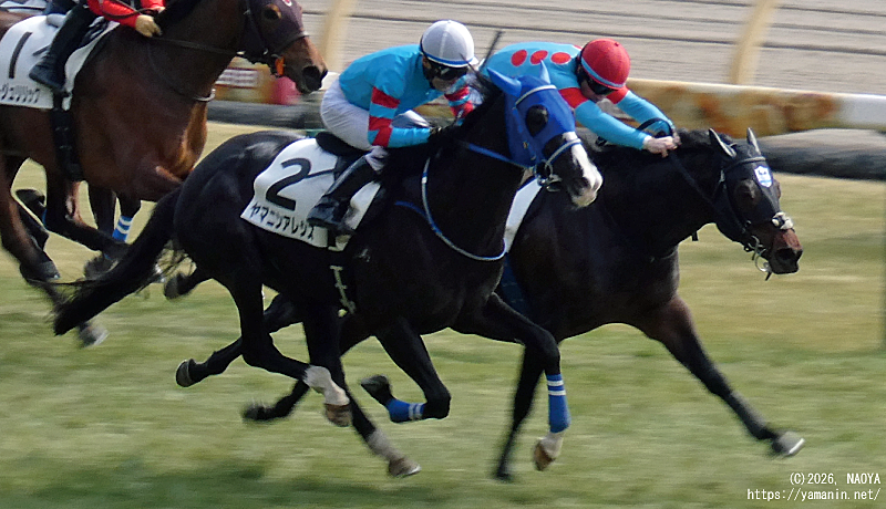 ３歳未勝利・ゴールするヤマニンアレシス