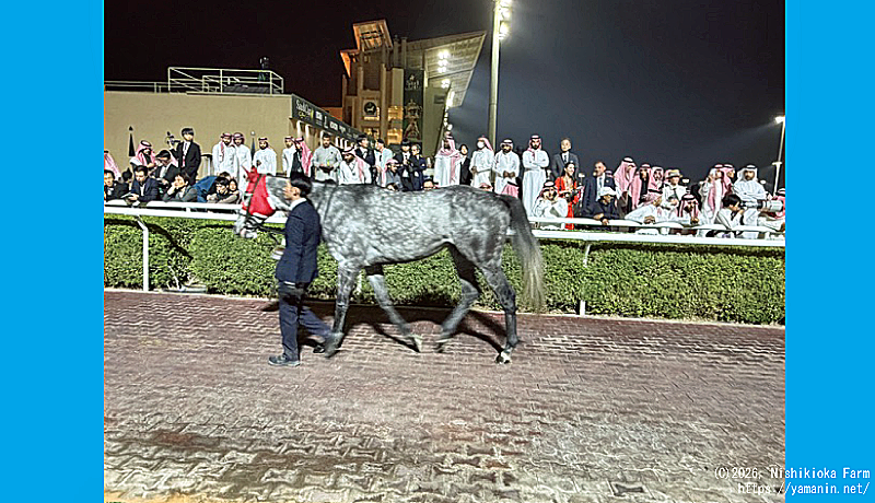 ネオムターフカップのヤマニンブークリエ