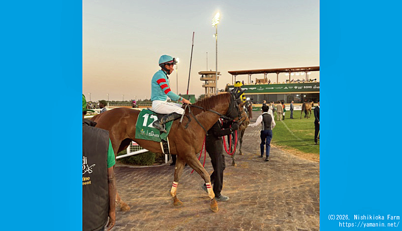 リヤドダートスプリントのヤマニンチェルキ