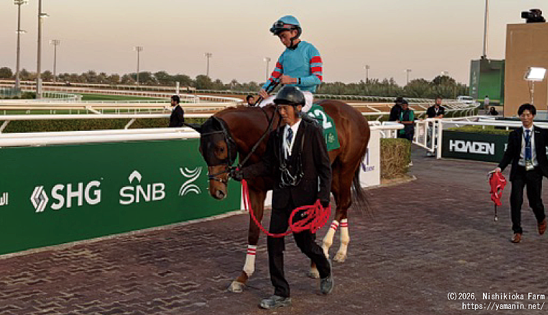 リヤドダートスプリントのヤマニンチェルキ