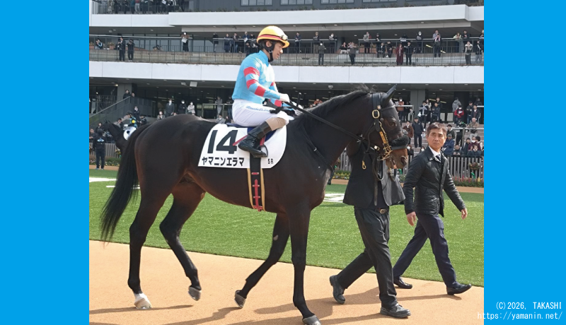 ３歳新馬・パドックのヤマニンエラマ