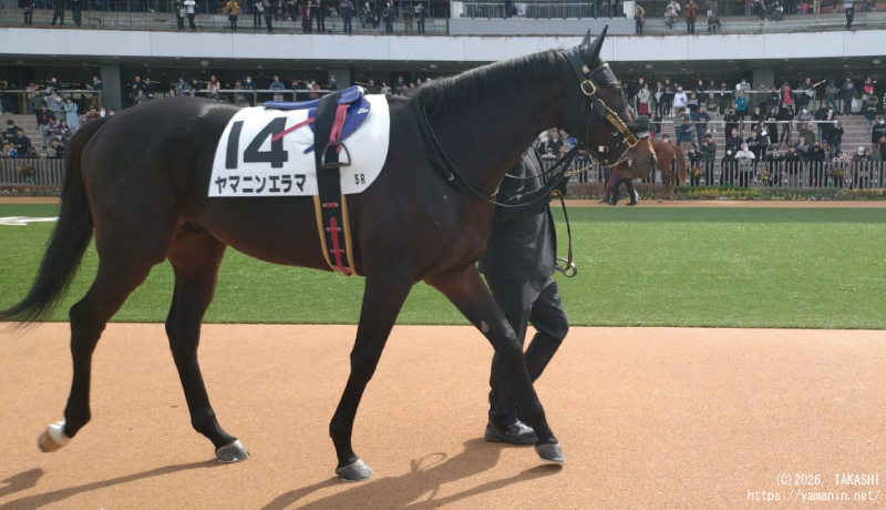 ３歳新馬・パドックのヤマニンエラマ