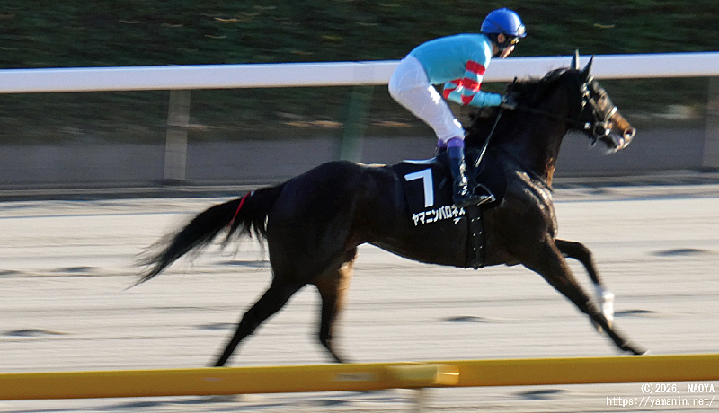 大島特別・本馬場入場するヤマニンバロネス