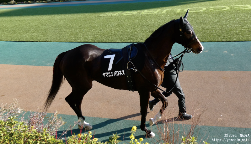 大島特別・パドックのヤマニンバロネス