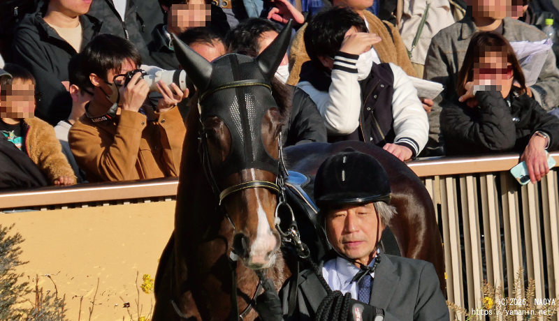 大島特別・パドックのヤマニンバロネス