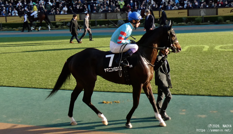 大島特別・パドックのヤマニンバロネス