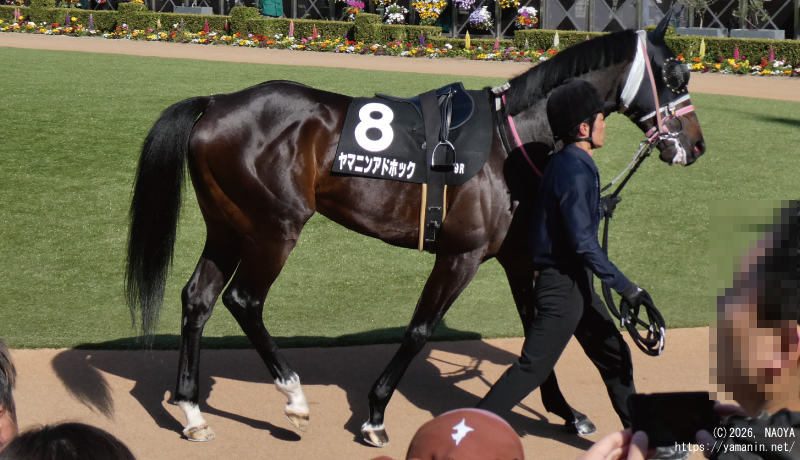 富里特別・パドックのヤマニンアドホック